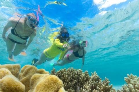 Three snorkelers in swimwear and masks glide underwater above stunning coral reefs, embarking on an Ocean Safari near Cape Tribulation, surrounded by crystal-clear blue water.