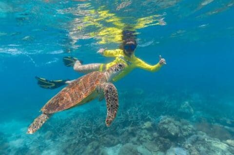 Person snorkeling underwater, wearing a yellow rash guard and flippers, swims alongside a sea turtle in the clear blue waters of Cape Tribulation during their Ocean Safari, above a vibrant coral reef.