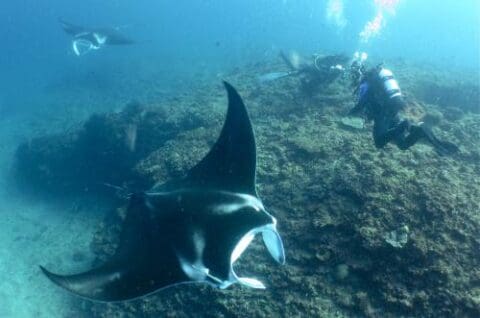 Scuba divers swim near two large manta rays above a coral reef in the clear blue waters off Sail Ningaloo.