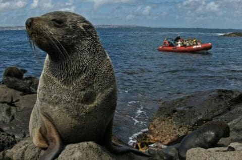 A seal sits on a rock with others nearby, while a group of people on a red inflatable boat from one of the sea tours observe from the water in the background.