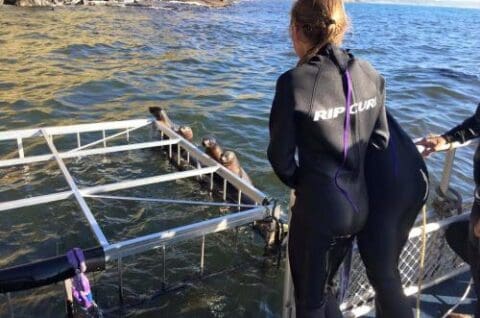 A person in a wetsuit stands on a platform beside the water, observing three seals resting on a metal structure, possibly part of an organized sea tour.