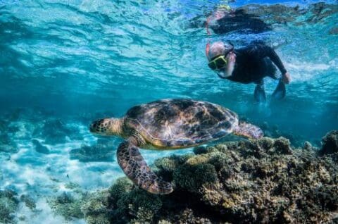 Person snorkeling underwater alongside a sea turtle near a coral reef on an unforgettable Sail Ningaloo adventure.