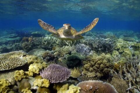 Sea turtle swimming over a vibrant coral reef in clear blue water, part of an ecotourism tour highlighting marine conservation.