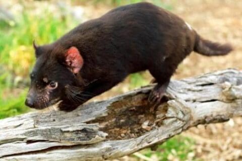 A Tasmanian Devil with dark fur walks on a fallen tree trunk in a beautiful nature setting.