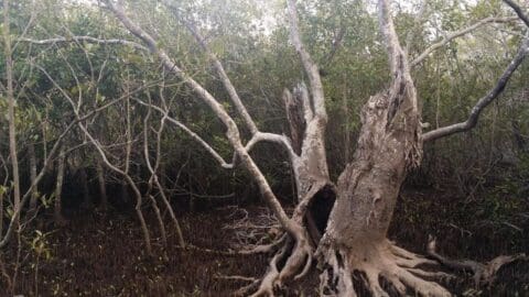 Large, weathered tree with exposed roots in a dense mangrove forest, surrounded by tangled branches and dense vegetation. The ground is dark and appears marshy, making it a popular spot for ecotourism enthusiasts to appreciate the untouched beauty of nature.