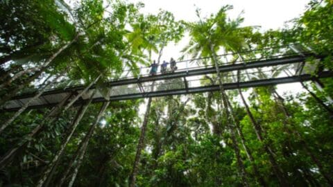 A canopy walkway stretches through the lush rainforest with several visitors standing on it, immersed in a nature tour and observing the surroundings.