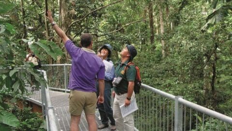 Three people stand on a walkway in a dense forest. One person points upward while the others look in the same direction, holding maps and wearing outdoor gear. Their expressions reflect pure awe of nature's majesty.