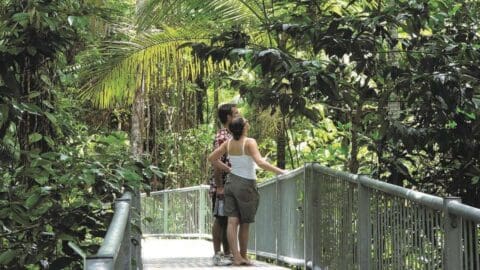 Two people stand on a metal walkway surrounded by lush foliage, observing the tropical rainforest canopy above them, immersing themselves in nature.