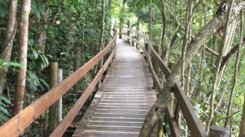 A wooden boardwalk winds through a dense, lush forest with railings on both sides. Sunlight filters through the trees, illuminating the pathway—a perfect example of sustainable ecotourism.