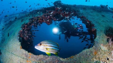 A scuba diver shines a light through the large circular opening of a submerged shipwreck during the Yongala Dive, with a yellow and white striped fish in the foreground and schools of small fish swimming around.