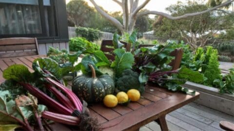 A wooden table on a patio holds freshly harvested vegetables, including greens, a squash, and lemons. Trees and bushes provide a lush natural backdrop, adding to the serene ambiance.