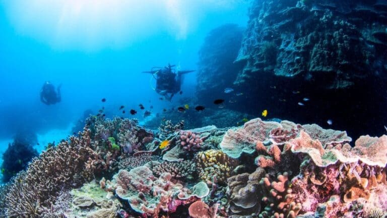 Two scuba divers explore a vibrant coral reef under clear blue water, surrounded by colorful coral formations and small marine fish in the foreground, highlighting the beauty of ecotourism.