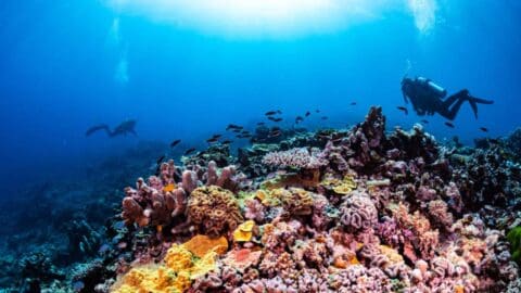 A colorful reef, a group of little fish and two divers swimming around it.