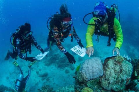 Three scuba divers in colorful wetsuits examine underwater charts while observing coral reefs. They are focused on a large coral formation during their sustainable tour in a blue ocean environment.