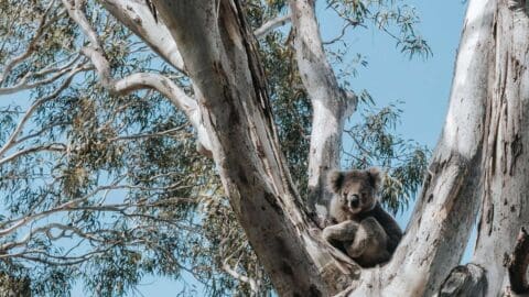 A koala sits in the fork of a eucalyptus tree on a sunny day, surrounded by branches and leaves.