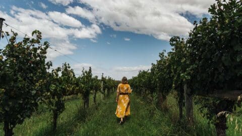 A person wearing a yellow dress walks through a vineyard on a cloudy day.