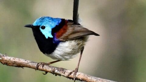 A small bird with a bright blue head and dark brown body perched on a branch against a blurred background, symbolizing the beauty of sustainable ecotourism.