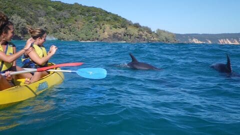 Two people in a yellow kayak observe three dolphins swimming in blue ocean waters near a hilly coastline under a clear blue sky during their sustainable tour.