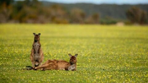 Two kangaroos are in a grassy field with one standing and the other lying down, surrounded by wildflowers, showcasing the beauty of ecotourism.