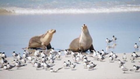 Two seals rest on a sandy shore surrounded by numerous birds, all set against the backdrop of the ocean, showcasing the beauty of nature.