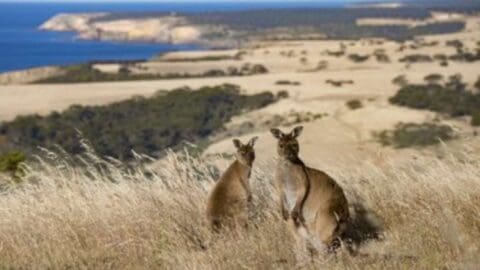 Two kangaroos stand in tall dry grass with a coastal landscape in the background, featuring cliffs, blue ocean, and scattered vegetation. This serene scene highlights the region's commitment to sustainable ecotourism practices.