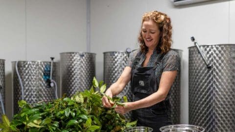 A cheerful woman working on a pile pf luscious green wine leaves in a fabrication room.