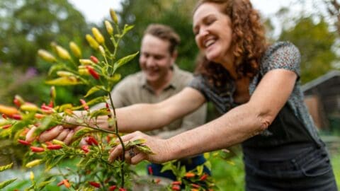 A cheerful couple working on bushes with red and green fruits in a luscious garden.