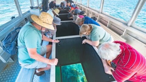 People on a boat tour observe underwater life through glass panels on the boat's floor, experiencing a unique and sustainable way to connect with marine environments.