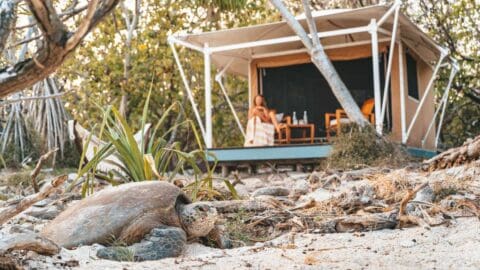 A sea turtle rests on a sandy shore near plants, with a person sitting on the porch of a canvas tent structure in the background surrounded by trees.