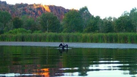 Two black swans swim on a calm lake bordered by tall grass and trees, with a rocky, sunlit cliff in the background—an ideal scene for sustainable ecotourism.