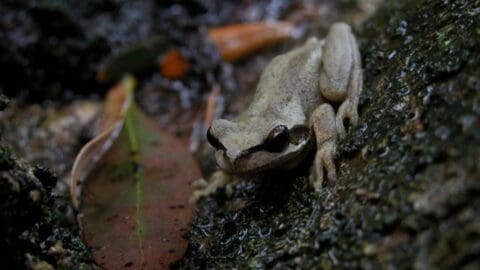 A small, light brown frog sits on a damp, mossy surface next to a fallen leaf in a forest environment, embodying the beauty of nature.