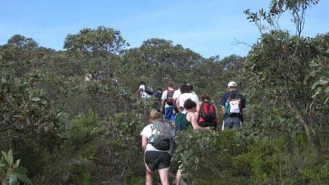 A group of people with backpacks hike through a dense forest trail under a clear sky, enjoying the beauty of nature on their tour.