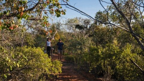 Two people walking on a dirt path surrounded by lush green trees and shrubs on a sunny day, giving the feel of a serene eco-resort adventure.