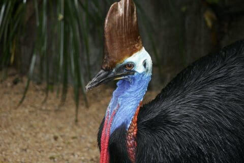Close-up of a cassowary displaying its distinctive casque, vibrant blue skin on its neck and head, red wattles, and black feathers. The background is a mix of foliage and sandy ground, offering an immersive tour experience in its natural habitat.