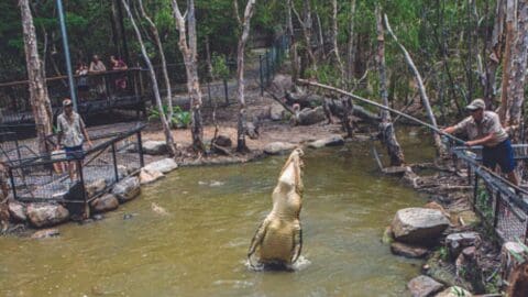 A crocodile jumps out of a pond to catch food dangled on a pole by a zookeeper, while spectators watch from an elevated walkway in an ecotourism-certified nature park.