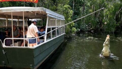 A certified tour guide on a boat feeds a large crocodile with a piece of meat dangled from a pole, while tourists watch in a swampy area with dense vegetation, enjoying an authentic ecotourism experience.