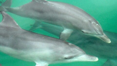 Two dolphins swim underwater in a greenish environment. Their sleek, gray bodies are visible, and they are close together, appearing to move in unison on an aquatic tour.