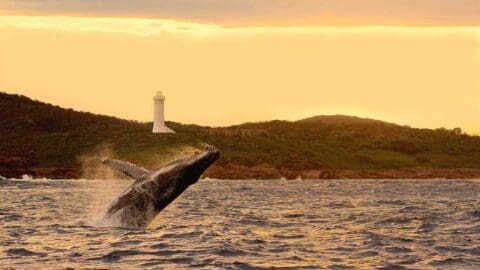 A whale breaches the water near a coastline with a white lighthouse in the background against an orange sky during sunset, highlighting the beauty of nature.