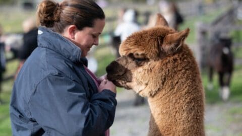 A person in a blue jacket interacts closely with a brown alpaca in an outdoor setting, showcasing an authentic ecotourism experience.