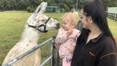 A woman holds a toddler who is reaching out to a llama by a fence on a farm. The llama, wearing a halter, is close to the toddler’s face. Trees and a farm building are in the background, suggesting an inviting setting perfect for exploration during your farm tour.