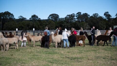 A group of people in a fenced field interact with alpacas under a clear blue sky, with trees visible in the background, promoting ecotourism.