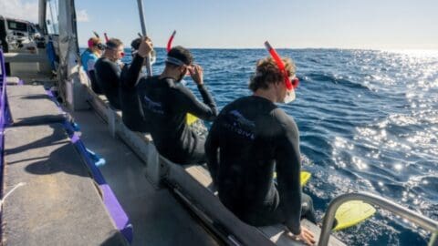 A group of divers wearing wetsuits and snorkels sits on the edge of a boat, preparing to enter the ocean and explore the marvels of nature.