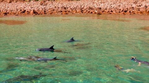 A snorkeler swims near a pod of dolphins in clear, shallow water near a rocky shore, enjoying an eco-certified experience.