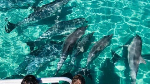 A group of dolphins swims close to the water's surface near a boat, with a few people observing from the edge. This enchanting scene highlights the appeal of ecotourism. The water is clear and blue.