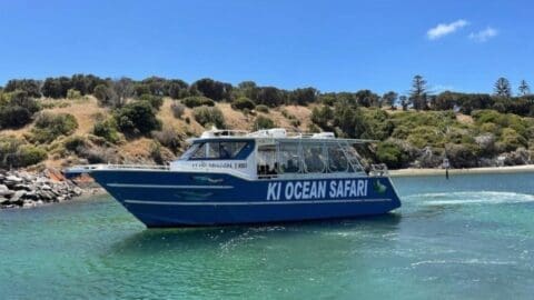 A blue tour boat with "KI Ocean Safari" written on the side is cruising near a rocky shore teeming with nature's greenery under a clear blue sky.