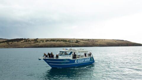 The blue tour boat named 'KI Ocean Safari' carries passengers on a calm body of water near a grassy coastline under a cloudy sky, offering an unforgettable ecotourism experience.