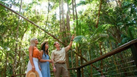 A guide points out something interesting in a lush, tropical forest to two women standing on a wooden walkway during their tour; one is holding a hat.