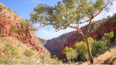 A single tree stands in the foreground of a rocky canyon with red cliffs and scattered greenery under a blue sky, making it an ideal spot for adventure travel enthusiasts.