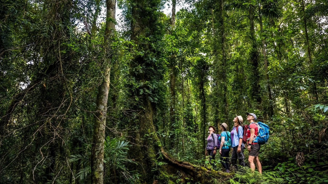 ParkTours guided walk through Lamington National Park