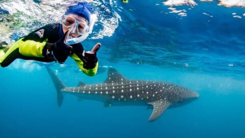 A snorkeler gives two thumbs up while swimming alongside a majestic whale shark during an ecotourism tour in clear blue water.